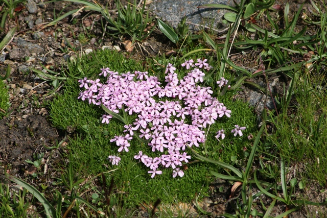 Silene acaulis / Silene a cuscinetto